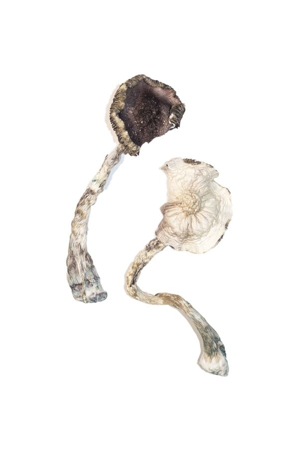 Albino A+ Magic Mushrooms - Image 3