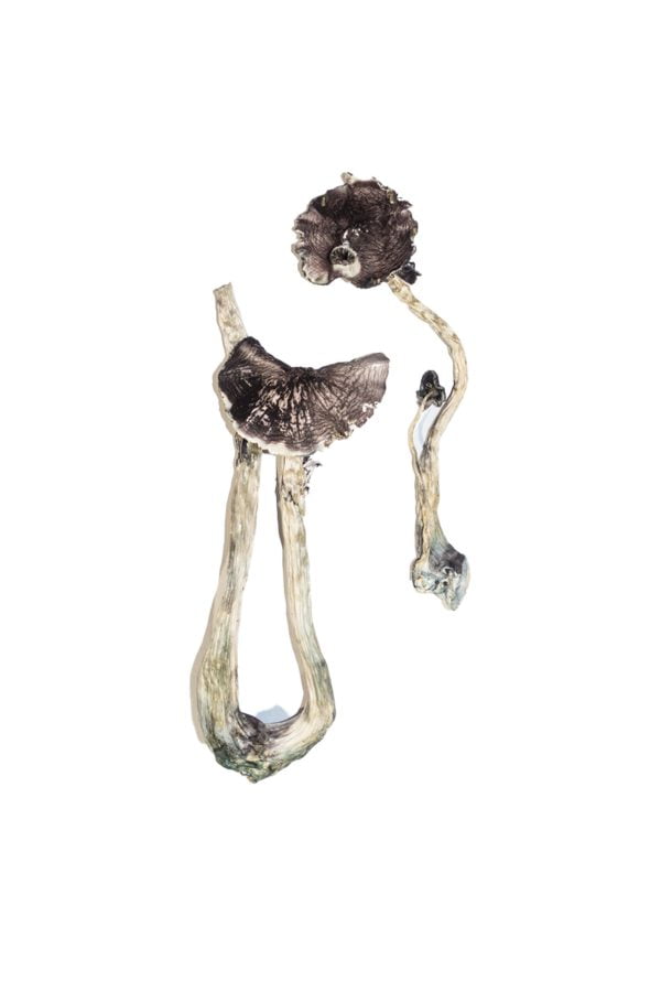 Albino A+ Magic Mushrooms - Image 2