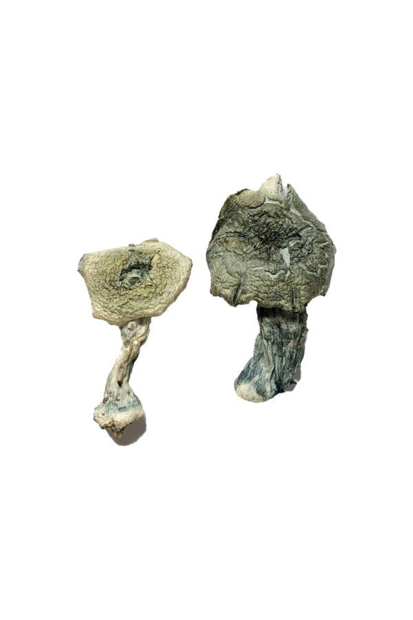 Albino Cambodians Magic Mushrooms - Image 2