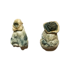 Albino Penis Envy Magic Mushrooms