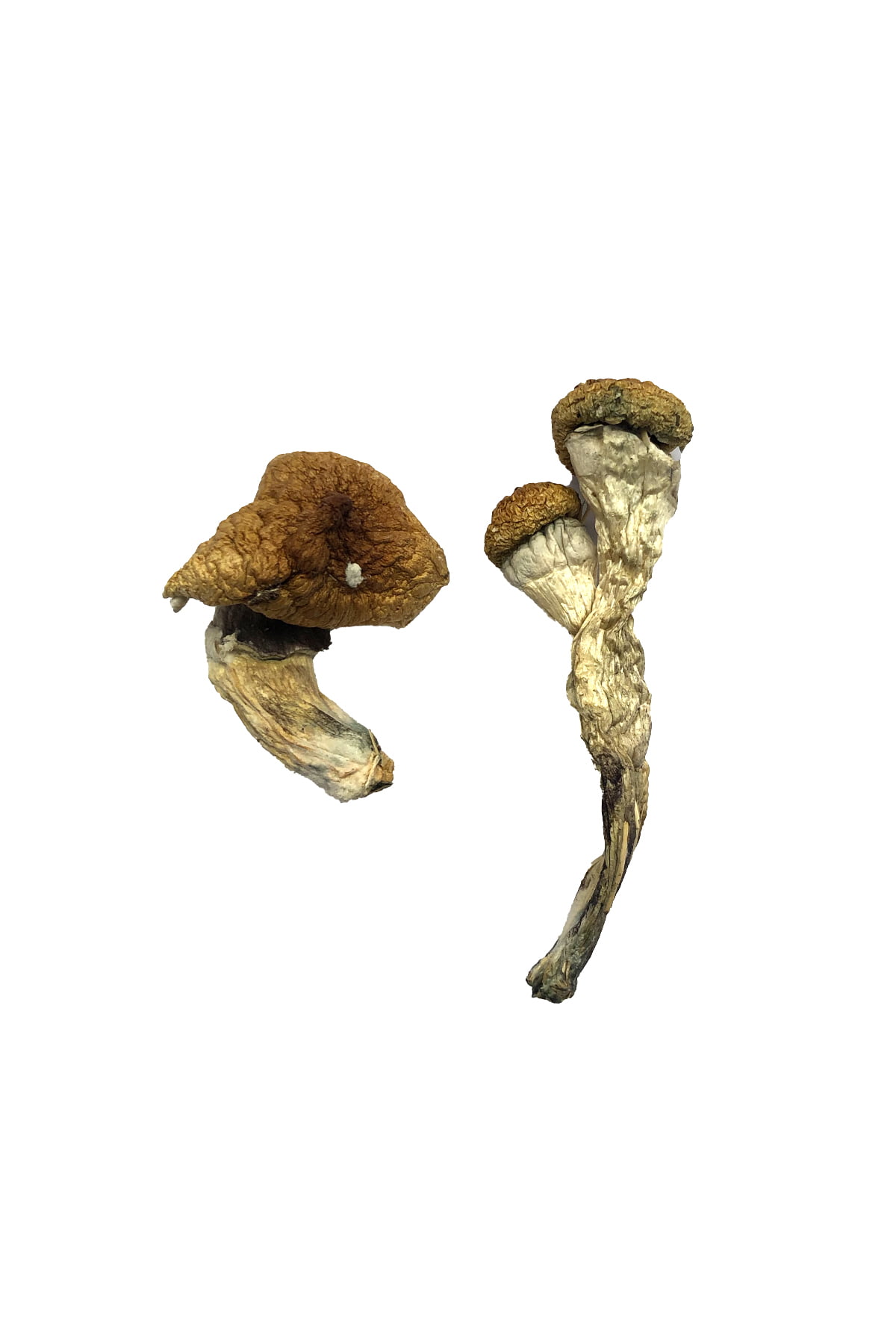 Amazonian Magic Mushrooms - Image 2
