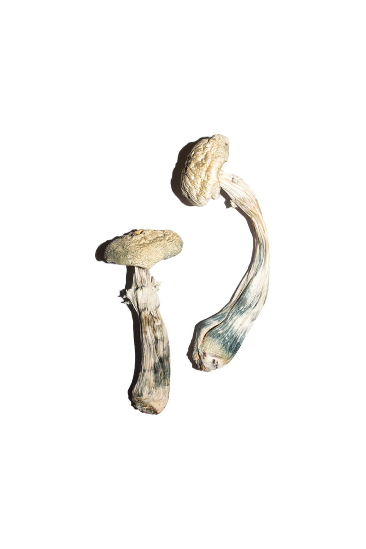 Avery’s Albino Magic Mushrooms - Image 2