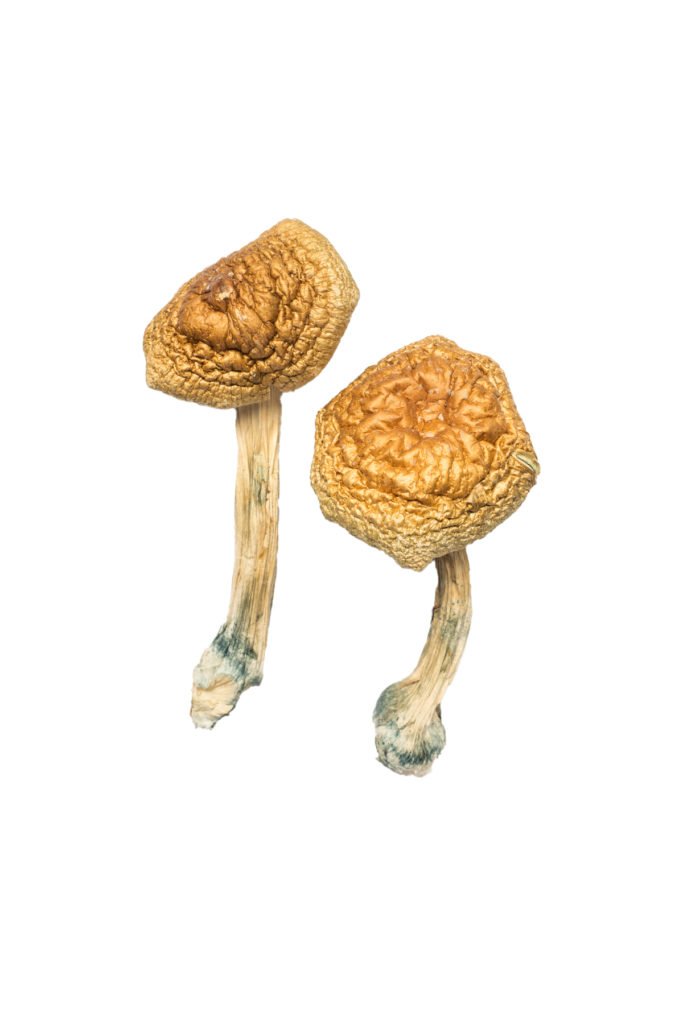 Golden Mammoth Magic Mushrooms - Image 2