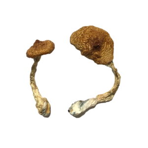 Koh Samui Super Strain Magic Mushrooms