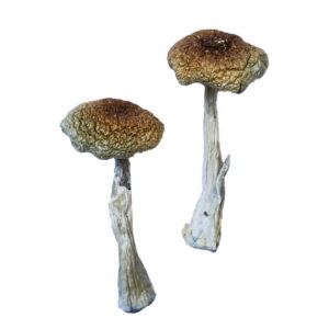 Psilocybe Aztecorum Mushrooms