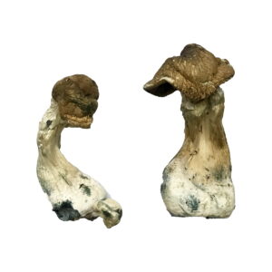 Tri-Colour Ecuadorian Mushrooms