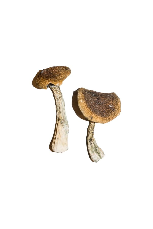 Wavy Cap Mushrooms - Image 2