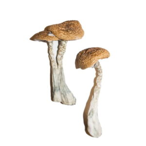 Wavy Cap Mushrooms