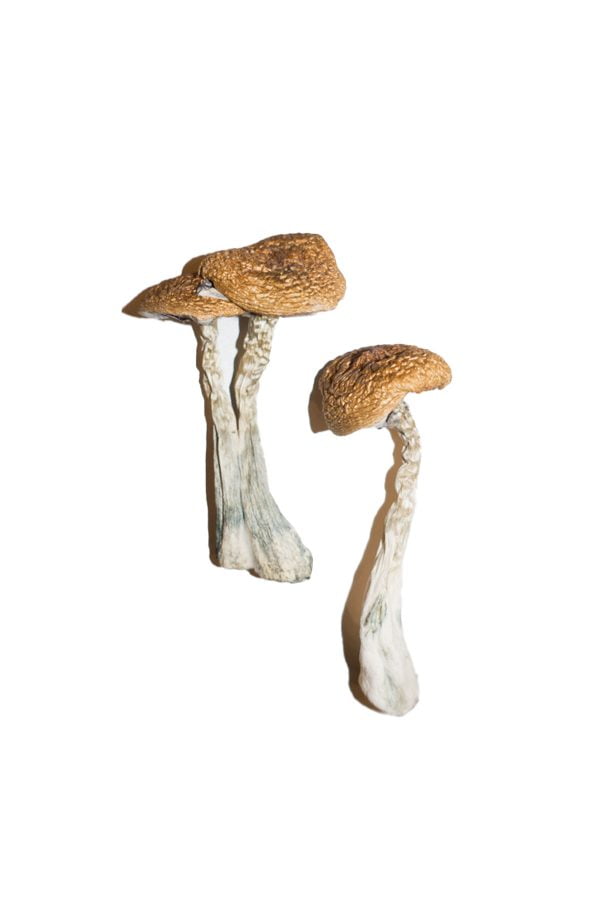 Wavy Cap Mushrooms
